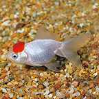 Red Cap Oranda Goldfish 