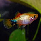 Gold Mickey Mouse Platy