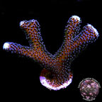 LiveAquaria® CCGC Aquacultured Purple Stylophora Coral
