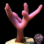 LiveAquaria® CCGC Aquacultured Pink Thick Branch Birdsnest Coral