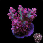 LiveAquaria® CCGC Aquacultured Strawberry Shortcake Acropora Coral