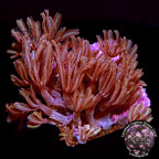 LiveAquaria® CCGC Aquacultured Glove Polyp Coral