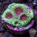 CCGC Aquacultured Red and Green Favia Coral
