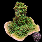 Green Apple Cap Coral, Aquacultured