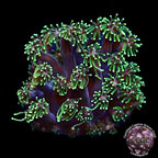 LiveAquaria® CCGC Aquacultured Green Long Polyp Galaxea Coral