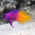 Beginner Fish: Tropical Fish for Beginners in Saltwater Aquariums