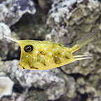 Boxfish Marine Fish