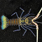 Debelius' Reef Lobster: Saltwater Aquarium Invertebrates