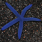 Linckia Sea Star, Blue 