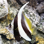 Heniochus Black and White Butterflyfish