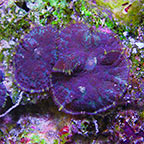 Purple Bullseye Rhodactis Mushroom Coral