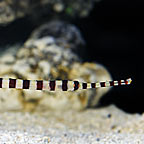 Banded Pipefish 
