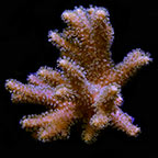 ORA® Aquacultured Yellow Polyp Sinularia Finger Leather Coral