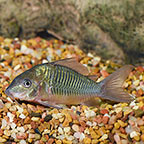 Corydoras Catfish For Sale: Cory Cats in Many Varieties