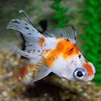 Tricolor Butterfly Panda Goldfish