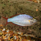 Rainbowfish Freshwater Fish