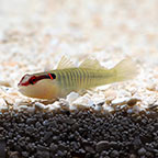 Greenbanded Goby