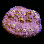 ORA® Aquacultured Easter Egg Chalice Coral