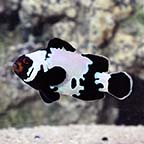  Captive-Bred Premium Black Snowflake Clownfish