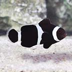 ORA® Captive-Bred Black & White Ocellaris Clownfish