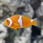  Captive-Bred Misbar Percula Clownfish