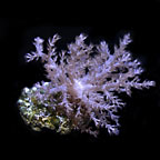 ORA® Aquacultured Litophyton Coral