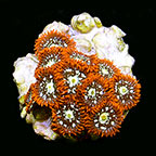 ORA® Aquacultured Orange Colony Polyp Coral