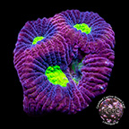 LiveAquaria® CCGC Aquacultured Tricolor Goniastrea Coral