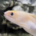 Golden Dwarf Moray Eel