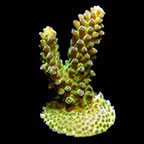 ORA® Aquacultured Green Marshall Island Gem Acropora Coral