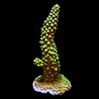 ORA® Aquacultured Green Humilis Acropora Coral