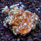 Aquacultured Corals
