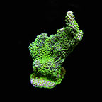 ORA® Aquacultured Jeremy's Green Montipora Coral