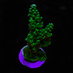 ORA® Aquacultured Assorted Green Micronesian Acropora Coral