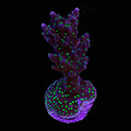  Aquacultured Purple and Green Micronesian  Acropora Coral