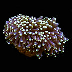 ORA® Aquacultured Micronesian Torch Coral