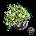 LiveAquaria® CCGC Aquacultured Pipe Organ Coral