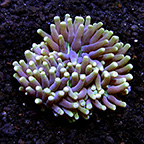 Plate Coral, Long Tentacle, Purple and Gold