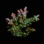 ORA® Aquacultured Verde Acropora Coral