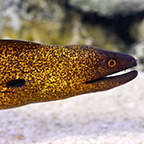 Yellow-Edged Eel