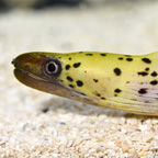 Yellow-Head Moray Eel