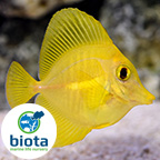 Biota Captive-Bred Fish 