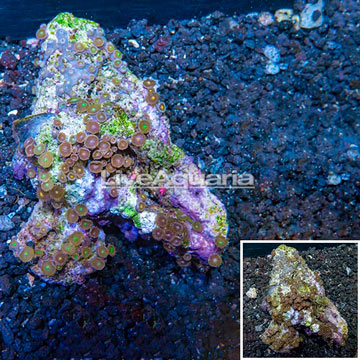 Zoanthus Coral Indonesia