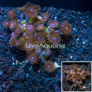 Zoanthus Coral Vietnam