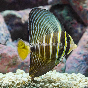 Sailfin Tang