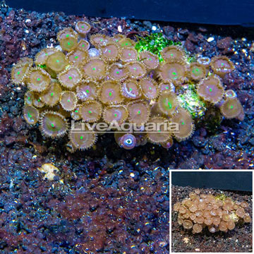 Zoanthus Coral Vietnam