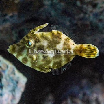 Bristletail Filefish