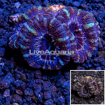 LiveAquaria® Cultured Acan Lord Coral