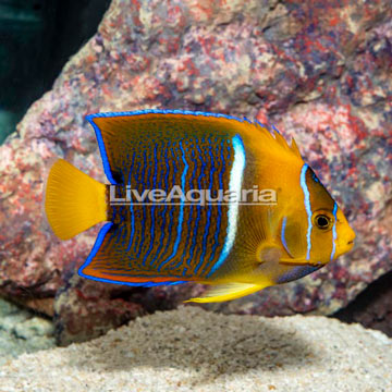 Passer Angelfish