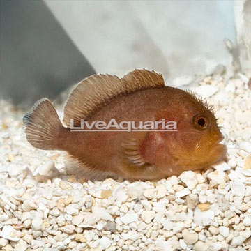 Penny Coral Croucher Goby